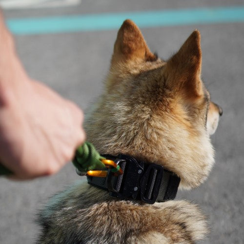 Black Trident K9 Dog Collar – Produktfoto 1