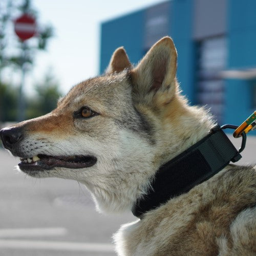 Black Trident K9 Dog Collar – Produktfoto 3